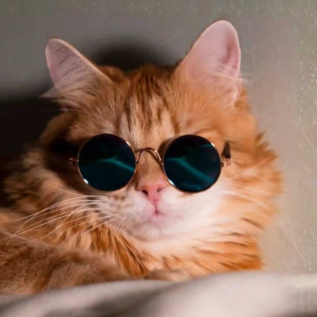 Unique DP for WhatsApp